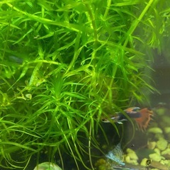 水草増えすぎ　差し上げます　オオカナダモ アナカリス　水草　の画像
