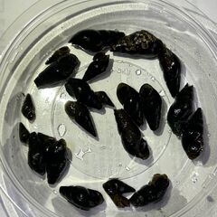 カワニナ　50g　約20匹　メダカ の水槽にオススメの画像