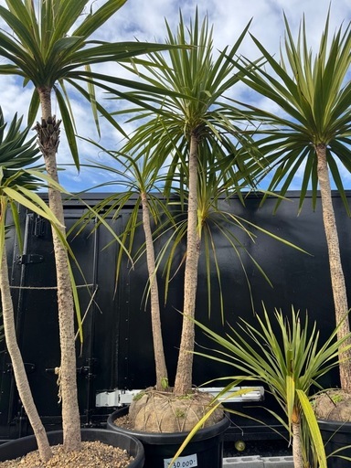 ドラセナ(3本立ち)