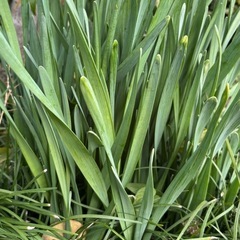 日本水仙（八重咲）の画像