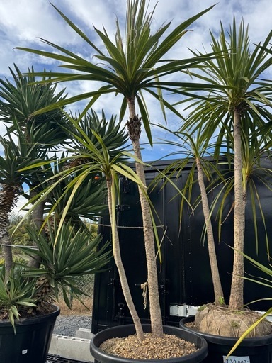 ドラセナ(2本立ち)