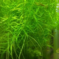 水草差し上げます アナカリス 国産 無農薬 オオカナダモ 金魚草の画像