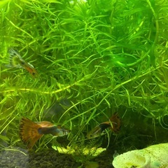 水草差し上げます アナカリス 国産 無農薬 オオカナダモ 金魚草の画像
