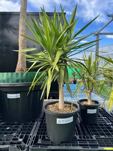 ユッカ　エレファンティペス