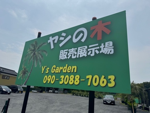 ユッカ　エレファンティペス