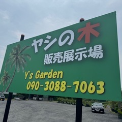 ユッカ　エレファンティペスの画像