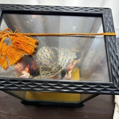 【お早めに】日本人形の画像