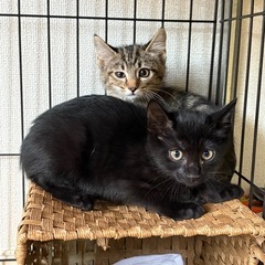 【推定2ヶ月半】キジ♀黒猫♂