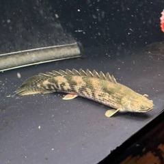 熱帯魚 ポリプテルス 水槽 大型魚の画像