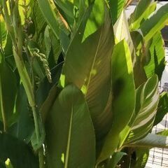 カンナ トロピカルイエロー 抜き苗5株の画像