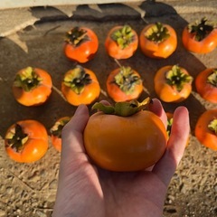 次郎柿30個(甘くて美味しです)おまけあり✨✨の画像