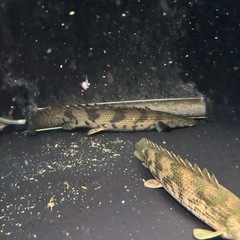 熱帯魚 ポリプテルスエンドリケリー ファラナ産 水槽 大型魚の画像