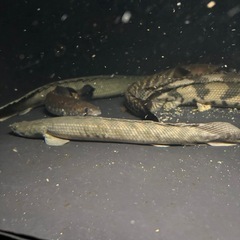 熱帯魚 ポリプテルス ビキールラプラディ 水槽 大型魚の画像