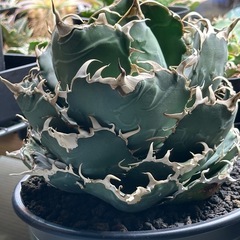 アガベ　チタノタ　白鯨　コレクション株の画像