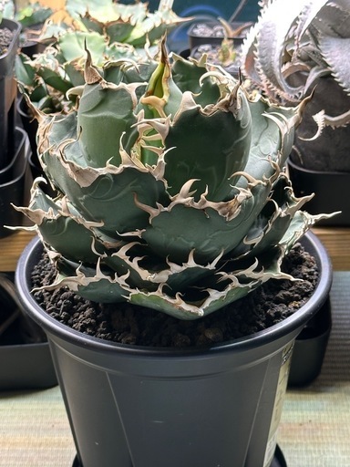 アガベ　チタノタ　白鯨　コレクション株