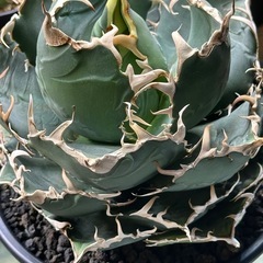 アガベ　チタノタ　白鯨　コレクション株の画像