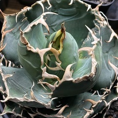 アガベ　チタノタ　白鯨　コレクション株の画像
