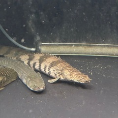 熱帯魚 ポリプテルスエンドリケリー水槽 大型魚の画像