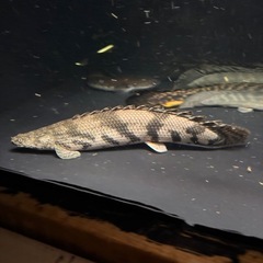 熱帯魚 ポリプテルスエンドリケリー水槽 大型魚の画像