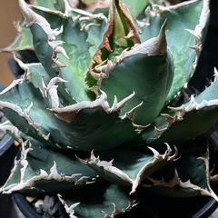 アガベ　チタノタ　海王　コレクション株の画像