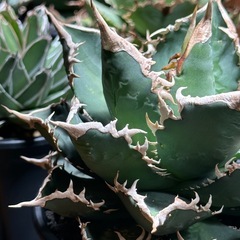 アガベ　チタノタ　海王　コレクション株の画像