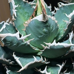 アガベ　チタノタ　海王　コレクション株の画像