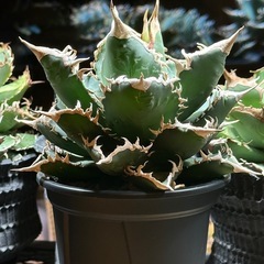 アガベ　チタノタ　海王　コレクション株の画像