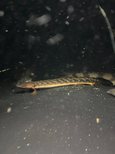 熱帯魚 ポリプテルストゥジェルシー 水槽 大型魚