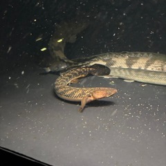 熱帯魚 ポリプテルストゥジェルシー 水槽 大型魚の画像