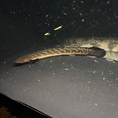 熱帯魚 ポリプテルストゥジェルシー 水槽 大型魚の画像