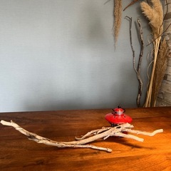 #流木  たくさんあります。 良ければご覧下さい。 長さ約55センチ　 大まかな幅約1〜3センチ  他でも出品している為、 突然終了する場合があります。 送料コストを減らす為、 大きさにより保証無し定形外発送の場合あり。 紛失注意とワレモノと明記しておきます。 洗い、天日干し、ブラッシング 煮沸済み ２９ #流木 #置き物 #オブジェ #インテリア #止まり木 #その他 #創作 #盆栽 #吊りの画像