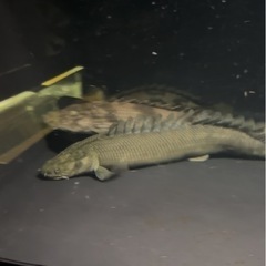 熱帯魚 ポリプテルス アンソル？ラプラディ？水槽 大型魚の画像