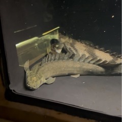 熱帯魚 ポリプテルス アンソル？ラプラディ？水槽 大型魚の画像