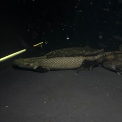 熱帯魚 ポリプテルス アンソル？ラプラディ？水槽 大型魚の画像