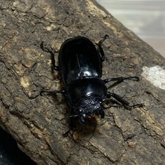 ディディエールシカクワガタの画像