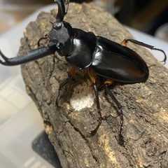 ディディエールシカクワガタの画像