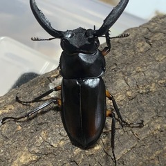 ディディエールシカクワガタの画像