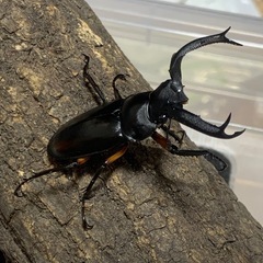 ディディエールシカクワガタの画像