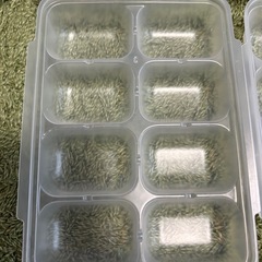 リッチェル　Richell   離乳食　冷凍容器  の画像