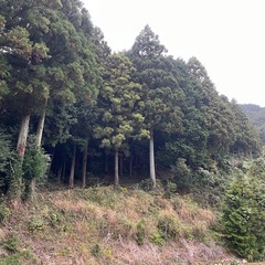 立木伐採、引き取りの画像