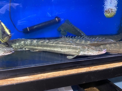 熱帯魚 ポリプテルスビキールビキール 水槽 大型魚