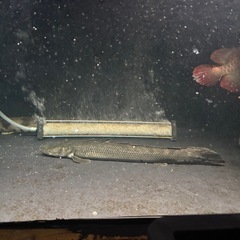 熱帯魚 ポリプテルスビキールビキール 水槽 大型魚の画像