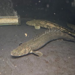 熱帯魚 ポリプテルスビキールビキール 水槽 大型魚の画像