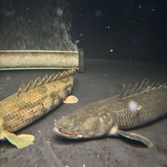 熱帯魚 ポリプテルスビキールビキール 水槽 大型魚の画像
