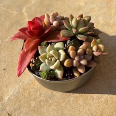 多肉植物寄せ植えの画像
