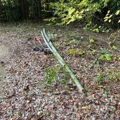 竹　たくさんあります❗️持ってって‼️　の画像