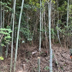 竹　たくさんあります❗️持ってって‼️　の画像