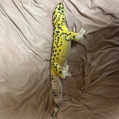 ヒョウモントカゲモドキ ぬいぐるみ (ハイイエロー)の画像