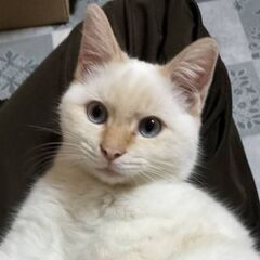 甘えん坊の男の子