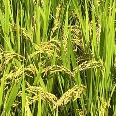 赤磐市産きぬむすめ３０kgの画像